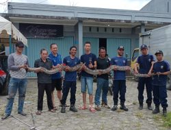 Damkar Petung Amankan Ular Piton Sepanjang 5 Meter