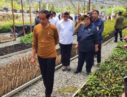 Presiden RI dan Ibu Negara Tinjau Persemaian Mentawir IKN