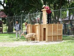 Marbun Saksikan Pelepasan Rusa Sambar ke Lokasi Penangkaran di Areal kantor bupati PPU