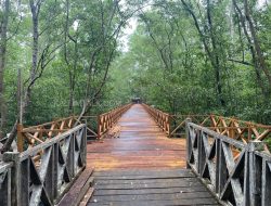 Dorong Peningkatan Wisata, Disbudpar Revitalisasi Ekowisata Mangrove Kampung Baru