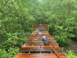 Revitalisasi Mangrove Kampung Baru Ditarget Selesai Akhir Tahun