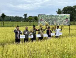 Dukung Swasembada Pangan, Distan PPU Gelar Panen Padi Varietas Impari 43