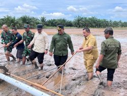 Bupati PPU Pimpin Tanam Padi Serentak, Dukung Swasembada Pangan Nasional
