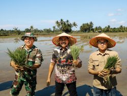 Wabup PPU Hadiri Tanam Padi Perdana Gunakan PORNAS di Waru