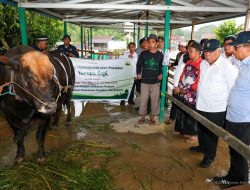 Presiden Prabowo Salurkan Sapi Kurban ke Dua Masjid IKN